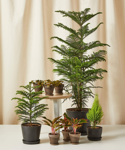 Seeds Christmas Tree Plant (Norfolk Pine Tree)